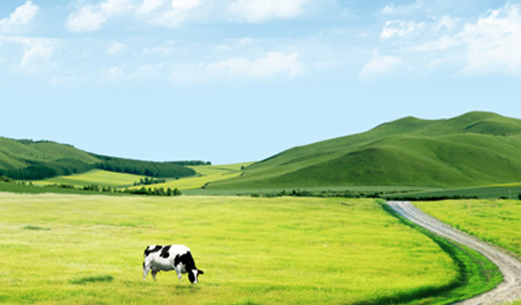 ��ʨ�����(�й�)���޹�˾-Official website