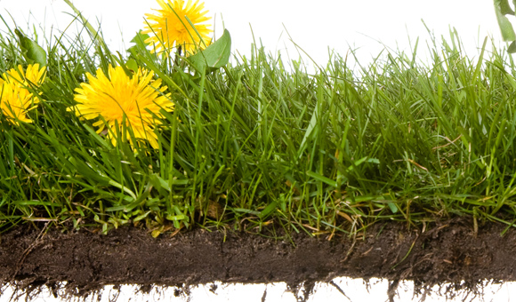 ��ʨ�����(�й�)���޹�˾-Official website