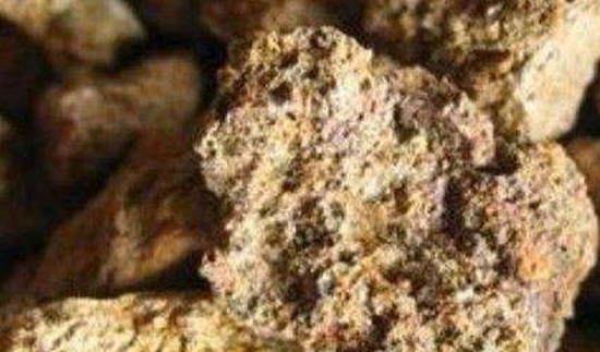 ��ʨ�����(�й�)���޹�˾-Official website